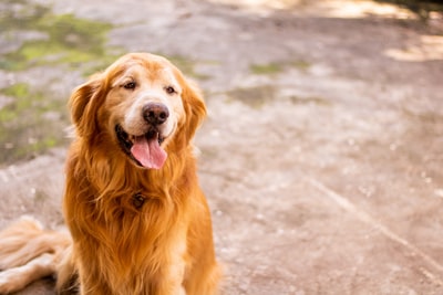 成年金毛猎犬浅焦摄影
